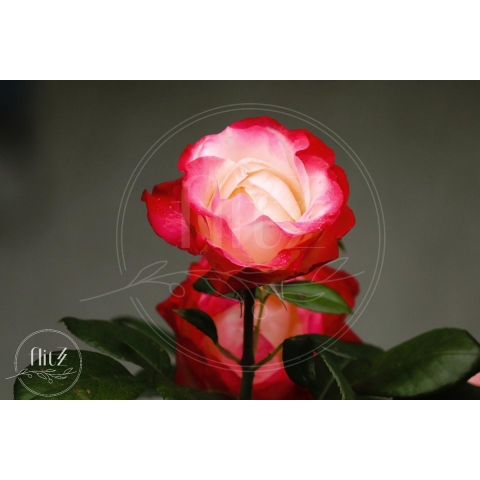 100% Nederlandse Productie! │ Diamond Painting │ Rode Roos 02│ Formaat 120 x 80 cm │ Diamond Painting Pakket Volwassen │ Volledige bedekking │ Vierkant │ Full │ Flitzz Diamond Painting