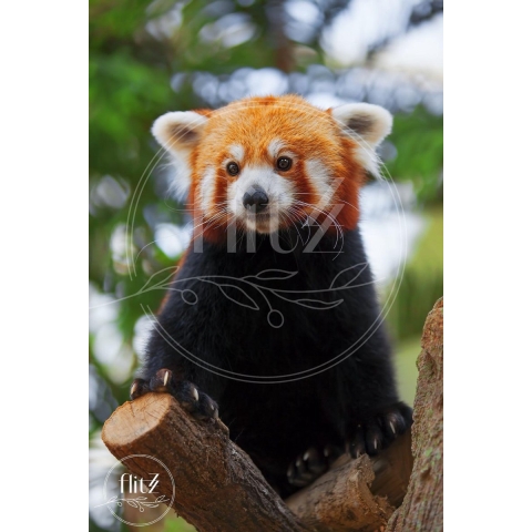100% Nederlandse Productie! │ Diamond Painting │ Rode Panda 03 │ Formaat 60 x 90 cm │ Diamond Painting Pakket Volwassen │ Volledige bedekking │ Vierkant │ Full │ Flitzz Diamond Painting