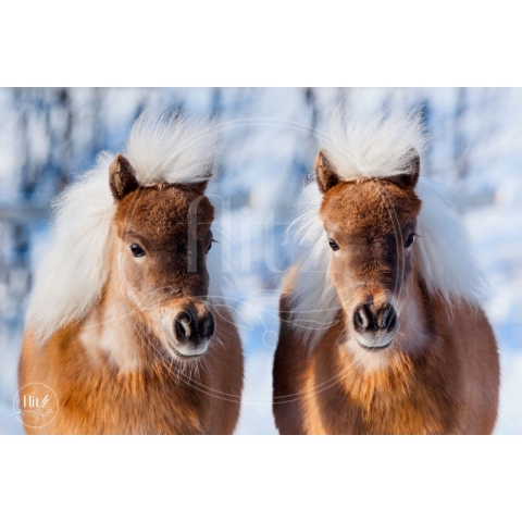 100% Nederlandse Productie! │ Diamond Painting │ Pony’s in de Sneeuw │ Formaat 75 x 50 cm │ Diamond Painting Pakket Volwassen │ Volledige bedekking │ Vierkant │ Full │ Flitzz Diamond Painting