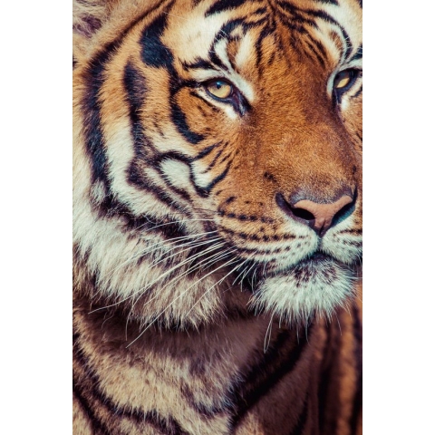 100% Nederlandse Productie! │ Diamond Painting │ Tijgerkop Close-Up │ Formaat 40 x 60 cm │ Diamond Painting Pakket Volwassenen │ Volledige bedekking │ Vierkant │ Full │ Flitzz Diamond Painting
