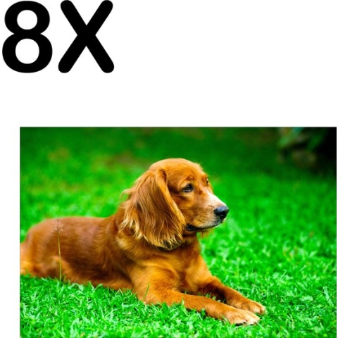 BWK Textiele Placemat - Bruine Hond in het Gras - Set van 8 Placemats - 45x30 cm - Polyester Stof - Afneembaar