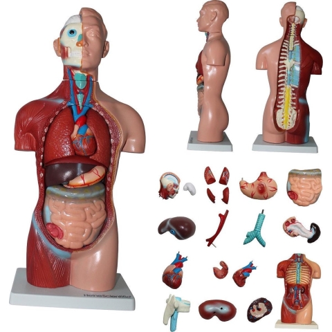 Het menselijk lichaam - anatomie model torso met organen, 18-delig, 42 cm