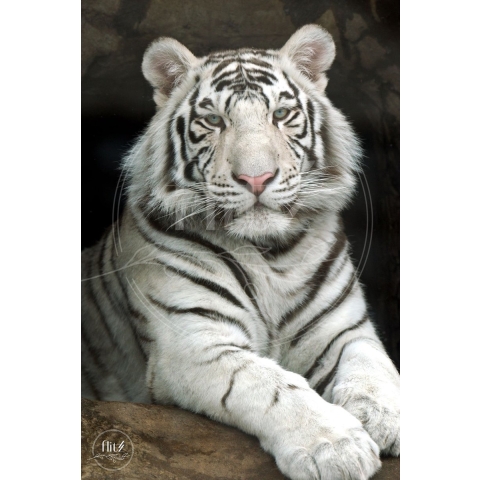 100% Nederlandse Productie! │ Diamond Painting │ Liggende Witte Tijger│ Formaat 50 x 75 cm │ Diamond Painting Pakket Volwassen │ Volledige bedekking │ Vierkant │ Full │ Flitzz Diamond Painting