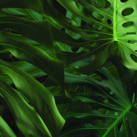 KEK Amsterdam Monstera Behang