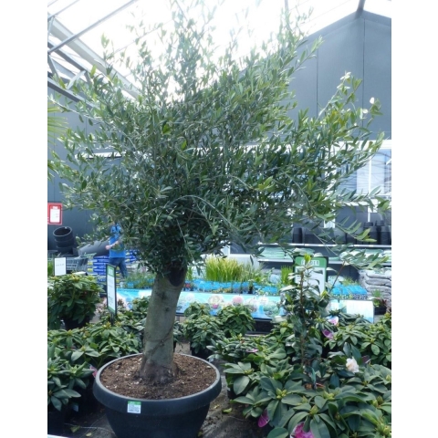 Olijfboom Olea stamhoogte 50 cm en boomhoogte 150 cm Redelijk Dikke Stam - Warentuin Natuurlijk