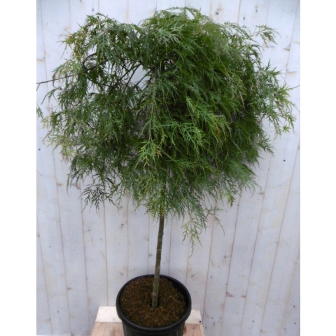 Japanse esdoorn groen blad stamhoogte 80 cm - Warentuin Natuurlijk