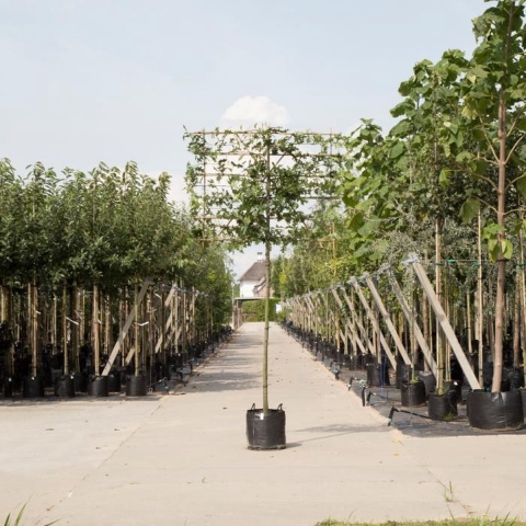 Moeraseik als leiboom Quercus palustris h 320 cm st. omtrek 12 cm st. h 200 cm - Warentuin Natuurlijk