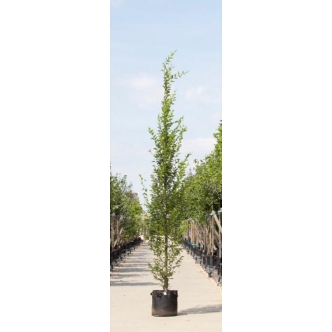 Zuil haagbeuk laagstam Carpinus betulus Fastigiata h 450 cm st. h 30 cm - Warentuin Natuurlijk