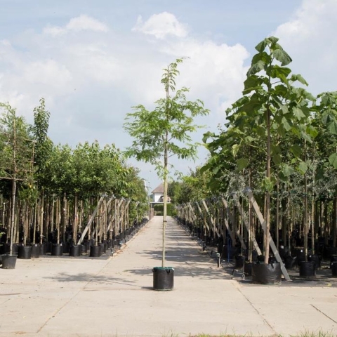 Valse Christusdoorn Gleditsia triac. Inermis h 350 cm st. omtrek 12 cm - Warentuin Natuurlijk