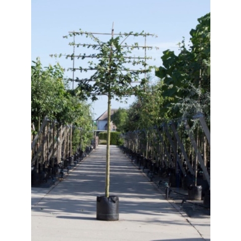Spaanse aak als leiboom Acer campestre h 340 cm st. omtrek 16 cm st. h 220 cm - Warentuin Natuurlijk