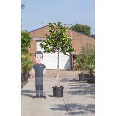 Hulst als leiboom Ilex Nellie R. Stevens h 300 cm st. omtrek 8 cm st. h 180 cm - Warentuin Natuurlijk