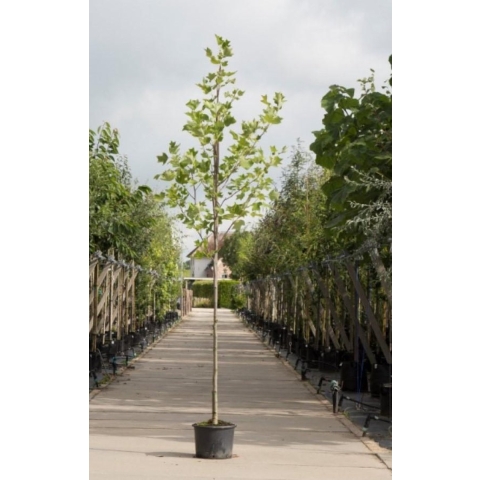 Tulpenboom Liriodendron tulpifera h 550 cm st. omtrek 19 cm - Warentuin Natuurlijk
