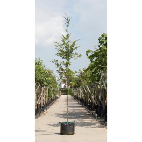 Groenbladige beuk Fagus sylvatica h 550 cm st. omtrek 19 cm - Warentuin Natuurlijk