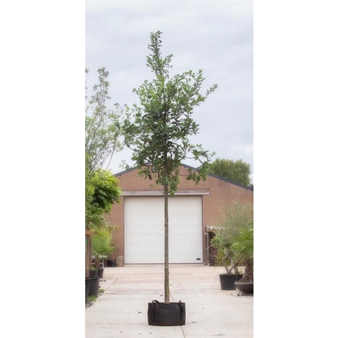 Zomereik Quercus robur h 550 cm st. omtrek 19 cm - Warentuin Natuurlijk