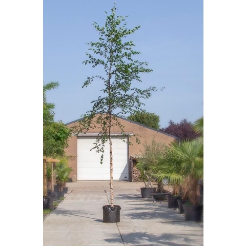 Zwarte Berk Betula nigra h 350 cm st. omtrek 12 cm - Warentuin Natuurlijk
