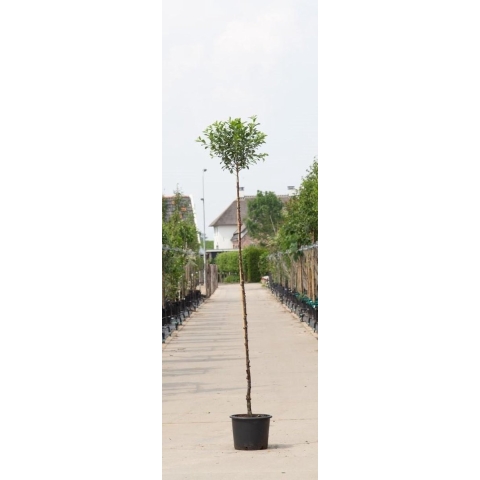 Bol sierkers Prunus em. Umbraculifera h 230 cm st. omtrek 8 cm st. h 200 cm - Warentuin Natuurlijk