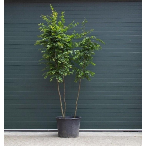 Haagbeuk meerstammig Carpinus betulus h 275 cm - Warentuin Natuurlijk