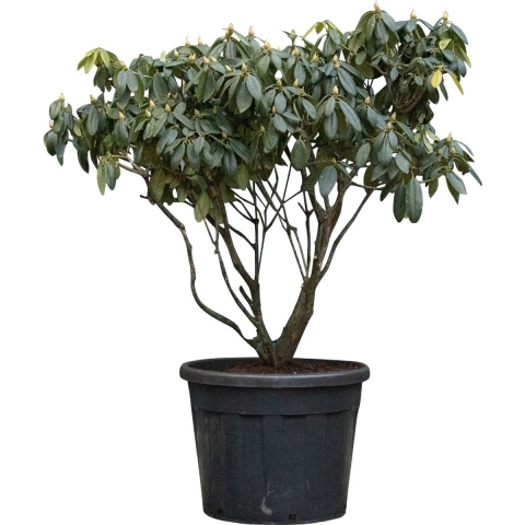 Rhododendron Catawbiense grandiflorum XXL Rhododendron Catawbiense grandiflorum XXL 110 cm - Warentuin Natuurlijk
