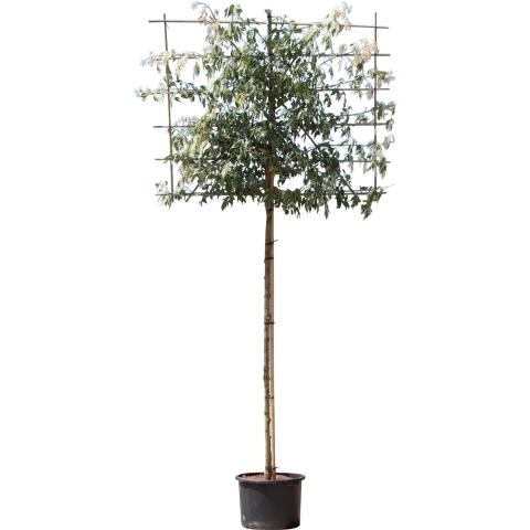 Vederesdoorn leiboom 200 cm Acer neg. Flamingo 320 cm leirek 120x150 cm - Warentuin Natuurlijk