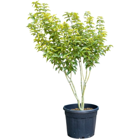 Chinese Esdoorn meerstammig Acer davidii 162,5 cm - Warentuin Natuurlijk