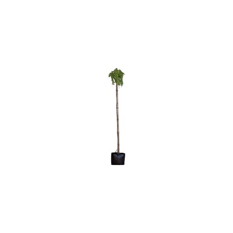 Japanse treurlork Larix kaempferi Stiff Weeper h 220 cm st. omtrek 8 cm st. h 200 cm - Warentuin Natuurlijk