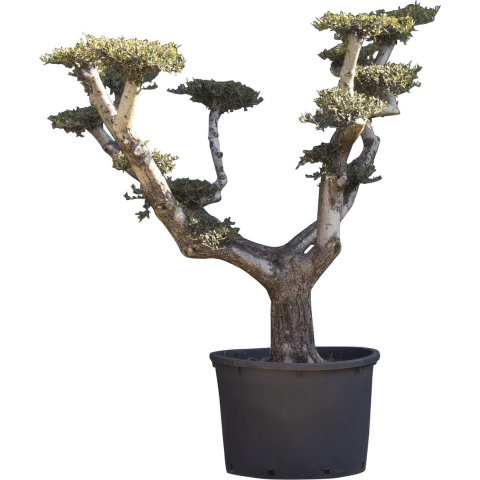 Olijfboom Pom pom XXL Olea europaea 150 cm boom - Warentuin Natuurlijk