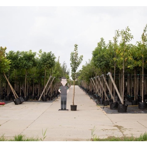 Sierpeer Pyrus call. Chanticleer h 250 cm st. omtrek 8 cm - Warentuin Natuurlijk