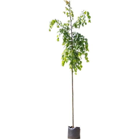 Winterlinde Tilia cor. Greenspire h 350 cm st. omtrek 12 cm - Warentuin Natuurlijk