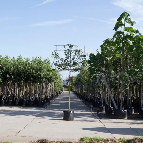 Sierpeer als leiboom Pyrus call. Chanticleer h 270 cm st. omtrek 10 cm st. h 150 cm - Warentuin Natuurlijk