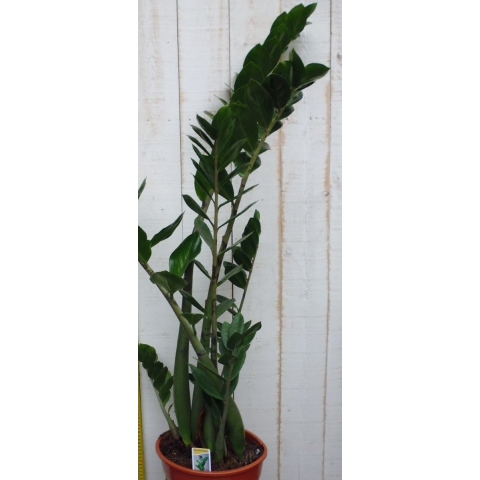 Kamerplant Zamioculcas 100 cm - Warentuin Natuurlijk