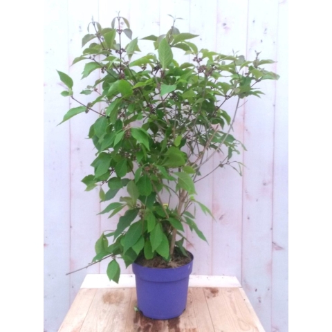 Callicarpa Schoonvrucht 80 cm - Warentuin Natuurlijk