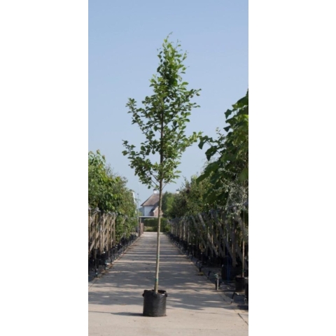 Gewone els Alnus glutinosa h 450 cm st. omtrek 16 cm - Warentuin Natuurlijk