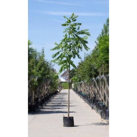 Zwarte walnotenboom Juglans nigra h 350 cm st. omtrek 12 cm - Warentuin Natuurlijk