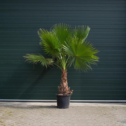 Mexicaanse waaierpalm Wasthingtonia robusta h 130 cm st. h 65 cm - Warentuin Natuurlijk