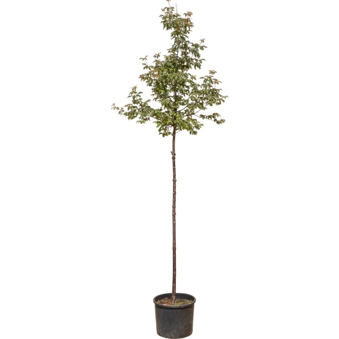 Papier esdoorn Acer griseum 250 cm - Warentuin Natuurlijk