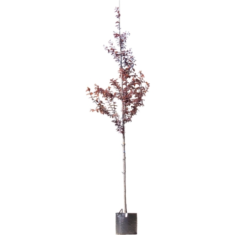 Puperbladige sierpruim Prunus cerasifera Nigra h 350 cm st. omtrek 12 cm - Warentuin Natuurlijk