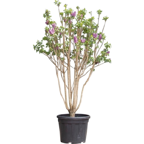 Sering Charles joly Syringa vulgaris Charles joly 162,5 cm - Warentuin Natuurlijk