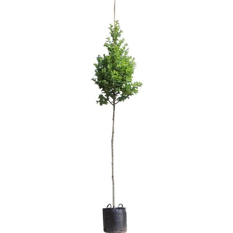 Zuil krentenboom Amelanchier can. Rainbow Pillar 350 cm - Warentuin Natuurlijk