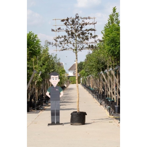 Rode beuk als leiboom Fagus syl. Atropunicea h 320 cm st. omtrek 12 cm st. h 200 cm - Warentuin Natuurlijk