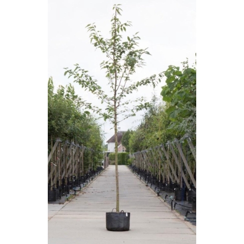 Dubbelbloemige sierkers Prunus a. Plena h 250 cm st. omtrek 8 cm - Warentuin Natuurlijk
