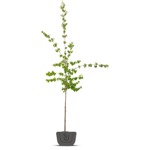 Gele kornoelje meerstammig Cornus mas 162,5 cm - Warentuin Natuurlijk