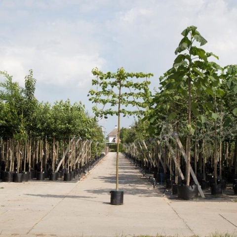 Linde als leiboom Tillia europaea Pallida h 300 cm st. omtrek 12 cm st. h 180 cm - Warentuin Natuurlijk