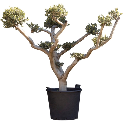 Olijfboom Pom pom Olea europaea 130 cm boom - Warentuin Natuurlijk