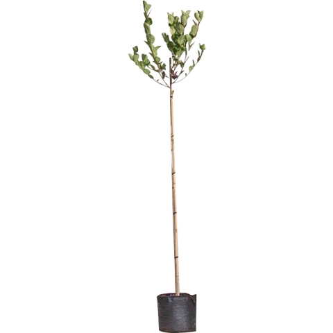 Appelbes hoogstam Aronia prunifolia Viking h 225 cm st. omtrek 6 cm st. h 170 cm - Warentuin Natuurlijk