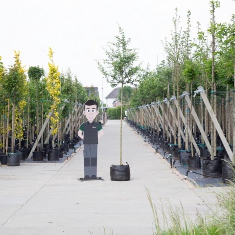 Rode meidoorn Crataegus l. Pauls Scarlet h 350 cm st. omtrek 12 cm - Warentuin Natuurlijk