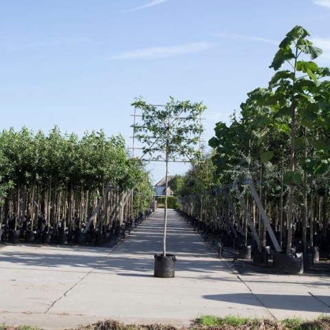 Amberboom als leiboom Liquidambar styraciflua h 270 cm st. omtrek 8 cm st. h 150 cm - Warentuin Natuurlijk