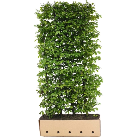 Carpinus betulus 120 cm. - Quickhedge