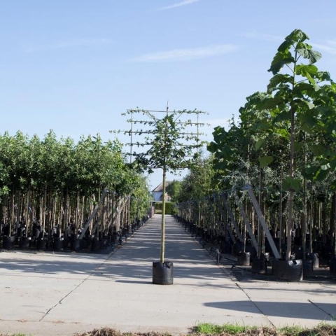 Spaanse aak als leiboom Acer campestre h 300 cm st. omtrek 10 cm st. h 180 cm - Warentuin Natuurlijk