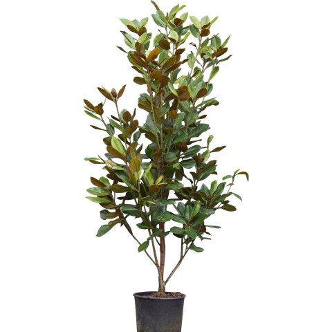 Magnolia grandiflora solitair Magnolia Grandiflora 162,5 cm - Warentuin Natuurlijk