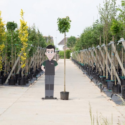 Groene bol esdoorn Acer pl. Globosum h 240 cm st. omtrek 8 cm st. h 200 cm - Warentuin Natuurlijk